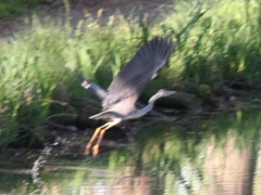 20090424080857-img_9827-heron1_0