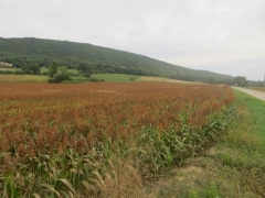 Champ de Sorgo