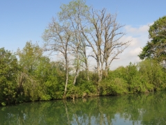 Bord de Saône