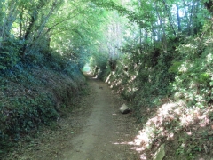 Peu avant Concarneau, un beau chemin creux