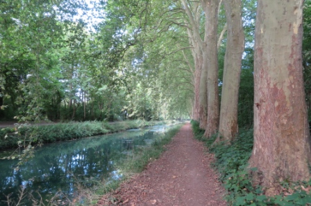 Belle allée bordée de platanes